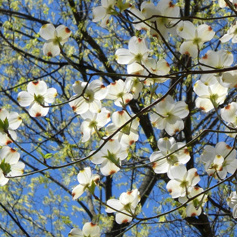 Buy Cloud Nine North American Flowering Dogwood Tree ...